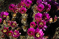 /images/133/2008-04-12-sag-hedge-2102.jpg - #05148: Purple flowers of Hedgehog Cactus in Saguaro National Park … April 2008 -- Saguaro National Park, Arizona