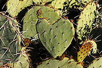 /images/133/2008-04-12-sag-prickly-2069.jpg - #05154: Heart-shaped Prickly Pear Cactus in Saguaro National Park … April 2008 -- Saguaro National Park, Arizona