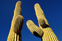/images/133/2008-04-12-sag-saguaro-2134.jpg - #05158: Saguaro cactus in Saguaro National Park … April 2008 -- Saguaro National Park, Arizona