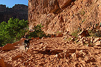 /images/133/2008-04-19-hav-trail-3023.jpg - #05195: Dog by Havasu Falls … April 2008 -- Havasu Falls!, Havasu Falls, Arizona