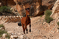 /images/133/2008-04-22-hav-horse-4902.jpg - #05238: Havasupai horses along the trail … April 2008 -- Havasupai Trail, Havasu Falls, Arizona