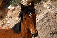 /images/133/2008-04-22-hav-horse-4912.jpg - #05240: Havasupai horses along the trail … April 2008 -- Havasupai Trail, Havasu Falls, Arizona