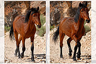 /images/133/2008-04-22-hav-horse-pro1.jpg - #05240: Havasupai horses along the trail … April 2008 -- Havasupai Trail, Havasu Falls, Arizona