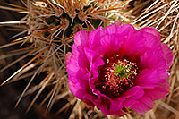 /images/133/2008-04-26-sup-hedge-5138.jpg - #05265: Purple flower of Hedgehog Cactus in Superstitions … April 2008 -- Superstitions, Arizona