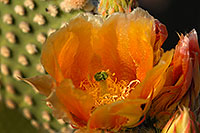 /images/133/2008-04-26-sup-prickly-5074.jpg - #05267: Yellow flowers of Prickly Pear Cactus in Superstitions … April 2008 -- Superstitions, Arizona