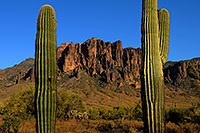 /images/133/2008-05-03-supers-6074.jpg - #05283: Saguaro Cactus in Superstitions … May 2008 -- Lost Dutchman State Park, Superstitions, Arizona