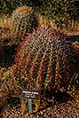 /images/133/2008-05-03-supers-bar-5993v.jpg - #05286: Fishook Barrel Cactus in Superstitions … May 2008 -- Lost Dutchman State Park, Superstitions, Arizona