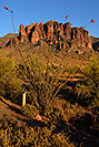 /images/133/2008-05-03-supers-ocot6104v.jpg - #05291: Ocotillo plant in Superstitions … May 2008 -- Lost Dutchman State Park, Superstitions, Arizona