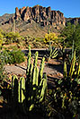 /images/133/2008-05-03-supers-org-5917v.jpg - #05293: Organ Pipe Cactus in Superstitions … May 2008 -- Lost Dutchman State Park, Superstitions, Arizona