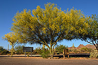 /images/133/2008-05-04-supers-palo-6355.jpg - 05307: Palo Verde tree in Superstitions … May 2008 -- Lost Dutchman State Park, Superstitions, Arizona