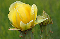 /images/133/2008-05-21-hav-flower-9430.jpg - #05363: Yellow flower of Prickley Pear Cactus along Havasupai Trail … May 2008 -- Havasupai Trail, Havasu Falls, Arizona
