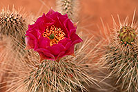 /images/133/2008-05-21-hav-flower-9461.jpg - #05366: Red flower of Hedgehog Cactus along Havasupai Trail … May 2008 -- Havasupai Trail, Havasu Falls, Arizona