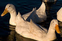 /images/133/2008-06-05-gilb-geese-1051.jpg - #05438: White Domestic Ducks at Discovery Park … June 2008 -- Discovery Park, Gilbert, Arizona