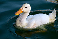 /images/133/2008-06-14-gilb-bgoose-2167.jpg - Birds > White Domestic Ducks