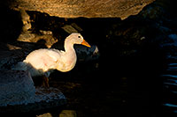 /images/133/2008-06-14-gilb-bgoose-2520.jpg - #05480: Young white goose in a pond at Freestone Park … June 2008 -- Freestone Park, Gilbert, Arizona