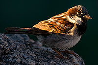 /images/133/2008-06-20-gilb-sparrow-8572.jpg - 05526: House Sparrow [male] (formerly English Sparrow) at Freestone Park … June 2008 -- Freestone Park, Gilbert, Arizona