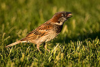 /images/133/2008-06-20-gilb-swal-9823.jpg - #05529: House Sparrow [male] at Freestone Park … June 2008 -- Freestone Park, Gilbert, Arizona