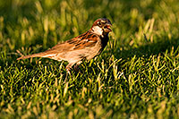 /images/133/2008-06-20-gilb-swal-9972.jpg - #05530: House Sparrow [male] at Freestone Park … June 2008 -- Freestone Park, Gilbert, Arizona
