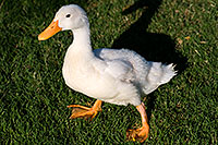 /images/133/2008-06-21-gilb-wduck-10816.jpg - #05546: White Duck at Freestone Park … June 2008 -- Freestone Park, Gilbert, Arizona