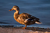 /images/133/2008-06-28-rip-ducks-14999.jpg - #05568: Female duck at Riparian Preserve … June 2008 -- Riparian Preserve, Gilbert, Arizona