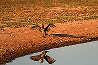/images/133/2008-06-30-rip-corm-16088.jpg - #05573: Cormorant at Riparian Preserve … June 2008 -- Riparian Preserve, Gilbert, Arizona