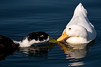 /images/133/2008-06-30-rip-ducks-16916.jpg - #05580: Ducks kissing at Riparian Preserve … June 2008 -- Riparian Preserve, Gilbert, Arizona