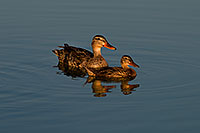 /images/133/2008-07-01-rip-ducks-17120.jpg - #05590: Mallard Ducks [females] mother and daughter at Riparian Preserve … June 2008 -- Riparian Preserve, Gilbert, Arizona