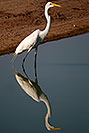 /images/133/2008-07-01-rip-egrets-17429v.jpg - #05595: Great Egret at Riparian Preserve … June 2008 -- Riparian Preserve, Gilbert, Arizona