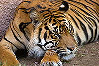 /images/133/2008-07-24-zoo-tiger-40d_0967.jpg - #05604: Jai, Sumatran Tiger at the Phoenix Zoo … July 2008 -- Phoenix Zoo, Phoenix, Arizona