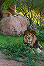 /images/133/2008-07-25-zoo-lions-17964v.jpg - #05616: Male Lion and Lioness at the Phoenix Zoo … July 2008 -- Phoenix Zoo, Phoenix, Arizona