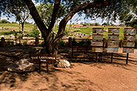 /images/133/2008-07-26-zoo-savan-18021.jpg - #05623: Savanna at the Phoenix Zoo … July 2008 -- Phoenix Zoo, Phoenix, Arizona