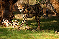 /images/133/2008-07-27-zoo-cheetah-1d3_0528.jpg - #05632: Cheetah at the Phoenix Zoo … July 2008 -- Phoenix Zoo, Phoenix, Arizona