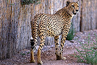 /images/133/2008-07-27-zoo-cheetah-1d3_0550.jpg - #05634: Cheetah at the Phoenix Zoo … July 2008 -- Phoenix Zoo, Phoenix, Arizona