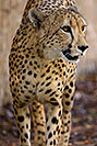 /images/133/2008-07-27-zoo-cheetah-1d3_0580v.jpg - #05637: Cheetah at the Phoenix Zoo … July 2008 -- Phoenix Zoo, Phoenix, Arizona
