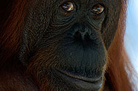 /images/133/2008-07-27-zoo-orangutan-40d_9078.jpg - #05647: Female Orangutan at the Phoenix Zoo … July 2008 -- Phoenix Zoo, Phoenix, Arizona