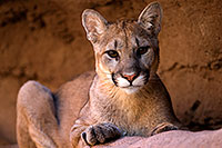 /images/133/2008-07-27-zoo-puma-1d3_0804.jpg - Animals > Mountain Lions