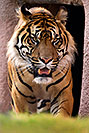 /images/133/2008-07-27-zoo-tiger-1d3_0327v.jpg - #05657: Jai, Sumatran Tiger at the Phoenix Zoo … July 2008 -- Phoenix Zoo, Phoenix, Arizona
