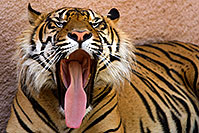 /images/133/2008-07-27-zoo-tiger-1d3_1430.jpg - #05659: Jai, Sumatran Tiger at the Phoenix Zoo … July 2008 -- Phoenix Zoo, Phoenix, Arizona