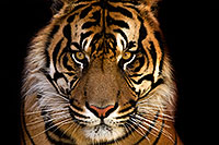 /images/133/2008-07-27-zoo-tiger-40d_9050.jpg - #05661: Jai, Sumatran Tiger at the Phoenix Zoo … July 2008 -- Phoenix Zoo, Phoenix, Arizona