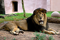 /images/133/2008-08-01-zoo-lion-18441.jpg - #05671: Lion at the Phoenix Zoo … August 2008 -- Phoenix Zoo, Phoenix, Arizona