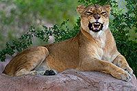 /images/133/2008-08-07-zoo-lioness-20312.jpg - #05686: Lioness at Phoenix Zoo … August 2008 -- Phoenix Zoo, Phoenix, Arizona