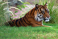 /images/133/2008-08-07-zoo-tiger-11280.jpg - #05688: Jai, Sumatran Tiger at the Phoenix Zoo … August 2008 -- Phoenix Zoo, Phoenix, Arizona