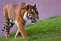 /images/133/2008-08-07-zoo-tiger-11301.jpg - #05690: Jai, Sumatran Tiger at the Phoenix Zoo … August 2008 -- Phoenix Zoo, Phoenix, Arizona