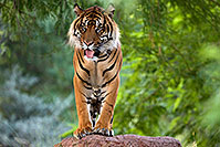 /images/133/2008-08-07-zoo-tiger-11305.jpg - #05691: Jai, Sumatran Tiger at the Phoenix Zoo … August 2008 -- Phoenix Zoo, Phoenix, Arizona
