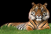 /images/133/2008-08-07-zoo-tiger-11380.jpg - #05693: Jai, Sumatran Tiger at the Phoenix Zoo … August 2008 -- Phoenix Zoo, Phoenix, Arizona