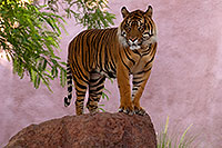 /images/133/2008-08-07-zoo-tiger-20440.jpg - #05695: Jai, Sumatran Tiger at the Phoenix Zoo … August 2008 -- Phoenix Zoo, Phoenix, Arizona