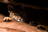 /images/133/2008-08-08-zoo-bobcat-40d_12607.jpg - #05700: Bobcat at the Phoenix Zoo … August 2008 -- Phoenix Zoo, Phoenix, Arizona