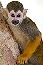 /images/133/2008-08-08-zoo-sq-monkey-40d_12827v.jpg - #05709: Squirrel Monkey at the Phoenix Zoo … August 2008 -- Phoenix Zoo, Phoenix, Arizona