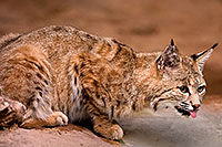 /images/133/2008-08-09-zoo-bobcat-40d_13168.jpg - #05724: Bobcat at the Phoenix Zoo … August 2008 -- Phoenix Zoo, Phoenix, Arizona