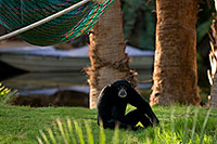 /images/133/2008-08-09-zoo-gibbon-20992.jpg - Animals > Gibbons